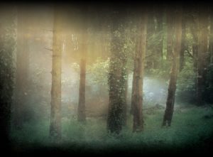 Sunbeams pierce through the mist hovering over a dark, lush, yet pristine forest.